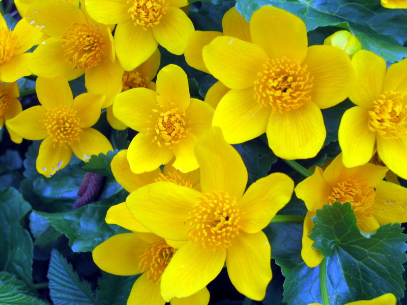Datei:Dotterblumenblüte.jpg