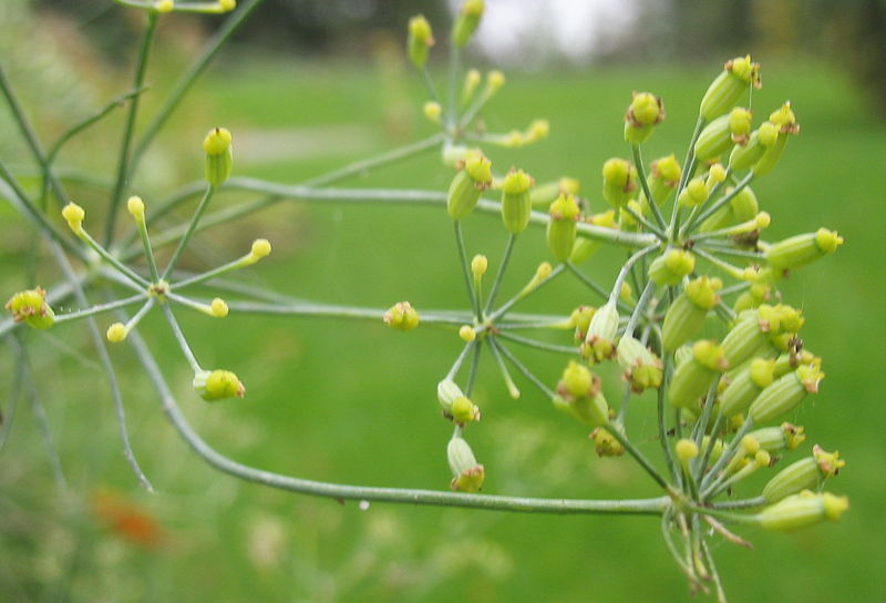 Datei:Fenchel Samen.jpg