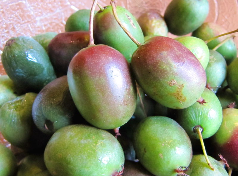 Datei:Kiwi2011.jpg