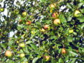 SG Äpfel-Baum.jpg