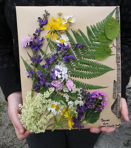 Datei:OW Naturbild.jpg