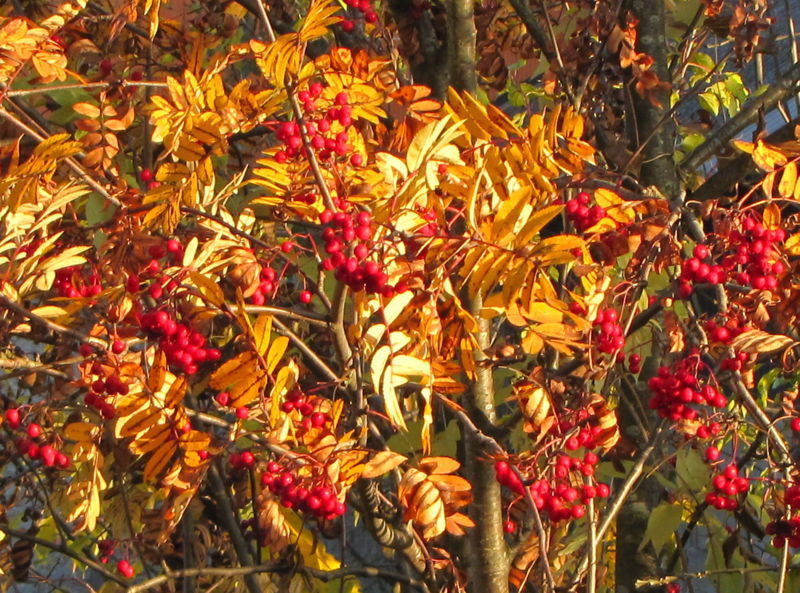 Datei:Voglbeere Herbst1.jpg