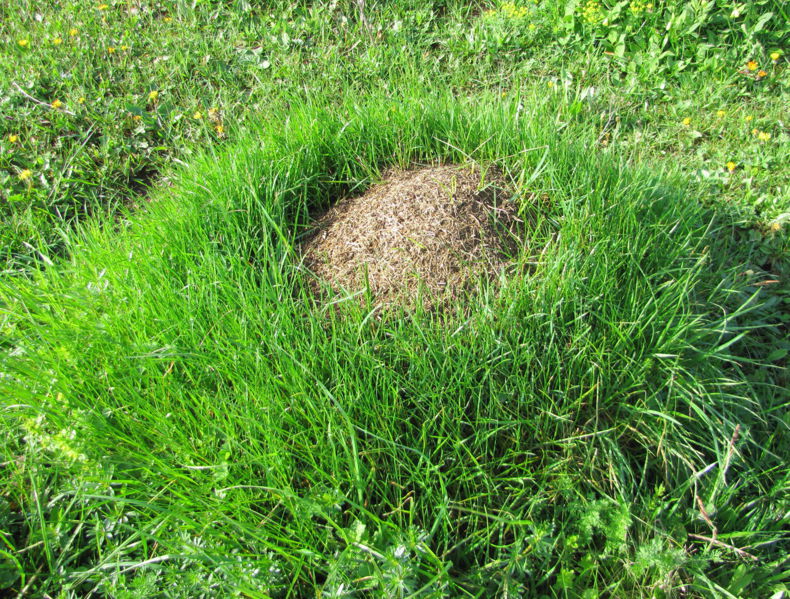 Datei:EST Ameisenhaufen 2010.jpg