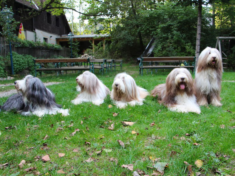 Datei:Bearded Colli Parde.HundeJPG.jpg