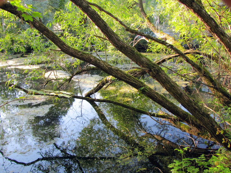 Datei:SG Naturteich.jpg