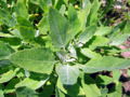 SG-junge Gartenmelde.jpg