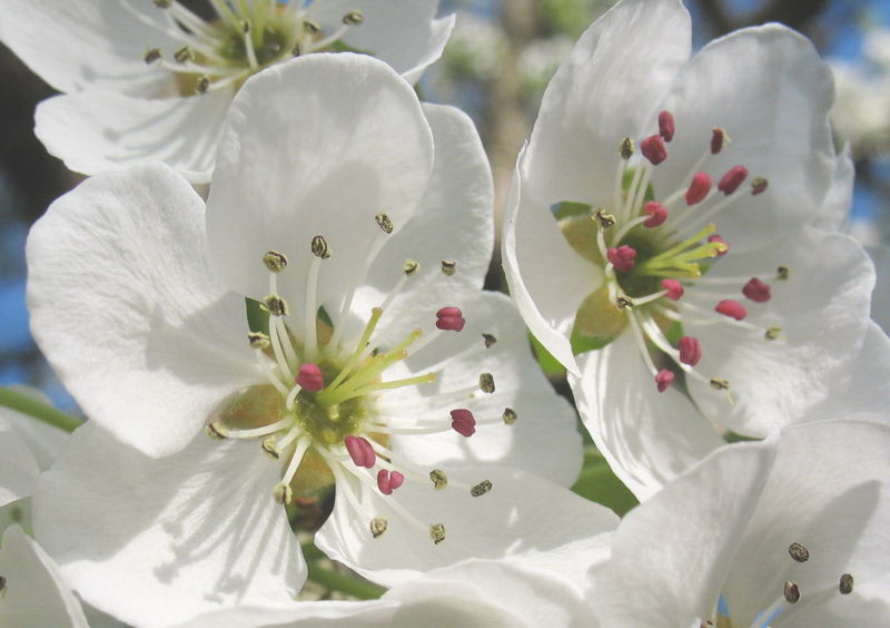 Datei:Birnbaumblüten groß.jpg