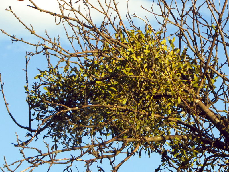 Datei:Mistel Apfelbaum.jpg