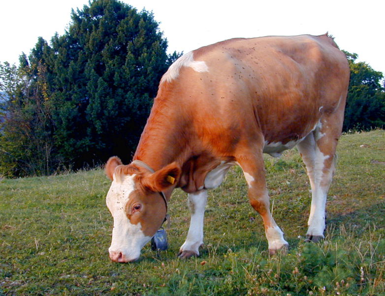 Datei:DT Kuh auf Weide.jpg