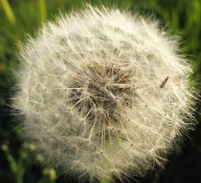 Datei:Löwenzahn verblüht756.jpg