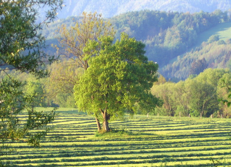 Datei:Gemähte Wiese Baum.jpg