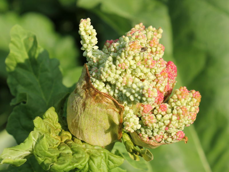 Datei:SG Rhababerberblüte 4.jpg
