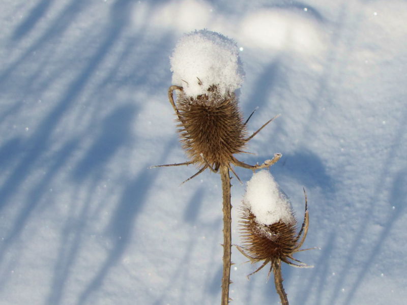 Datei:SG Karden im Schnee1.jpg