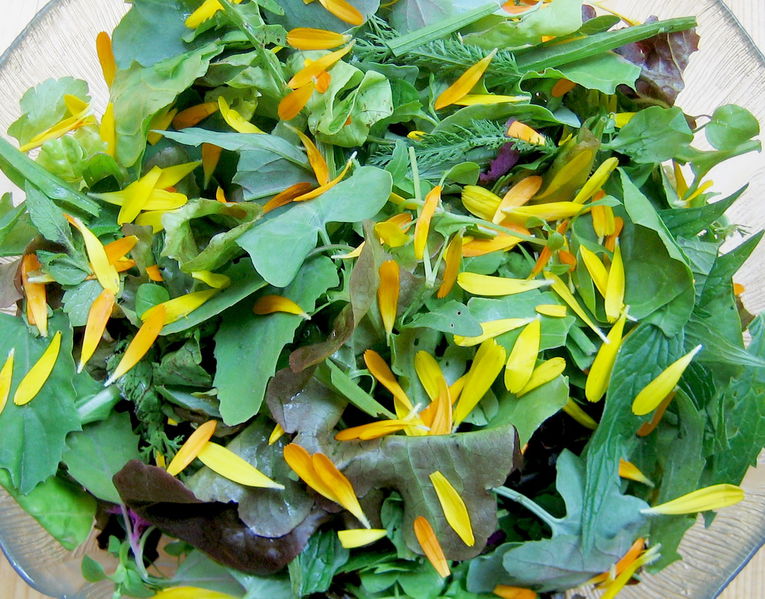Datei:SK Wildkräutersalat12.jpg