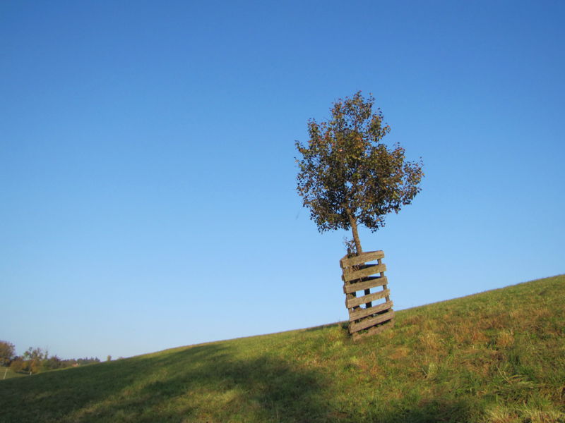Datei:Solitärer Birnbaum jung.jpg