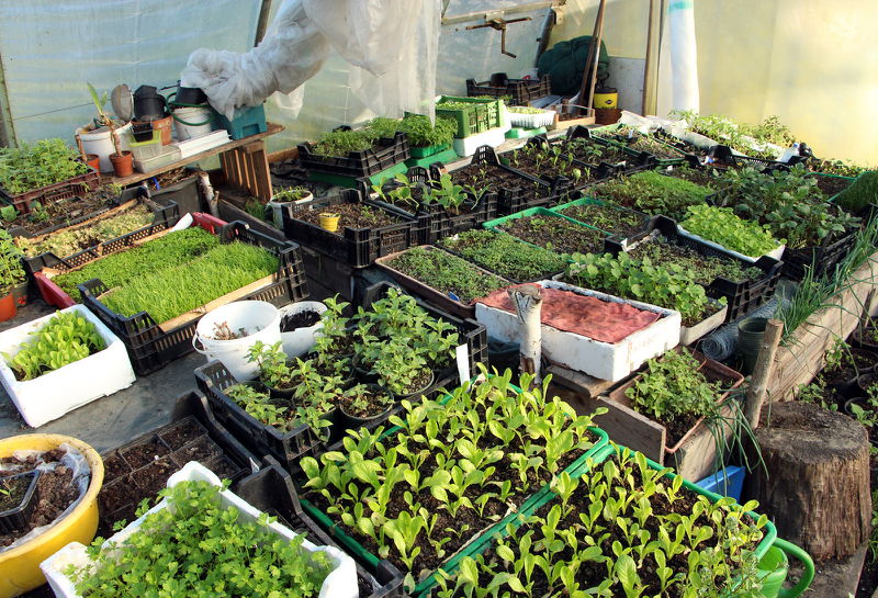 Datei:SG FT2 Jungpflanzen 2016.JPG