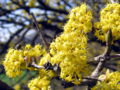 Dirndlblüte 23.jpg