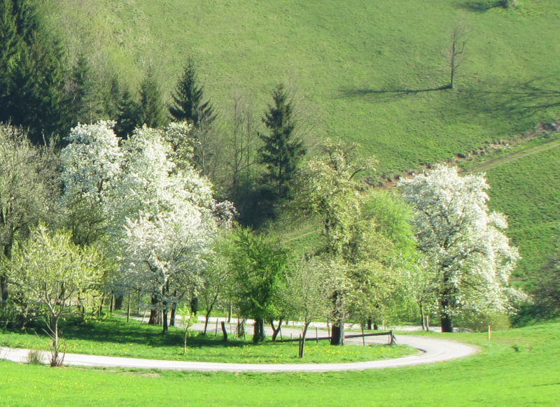 Datei:Oachner Obstgarten Frühling.jpg