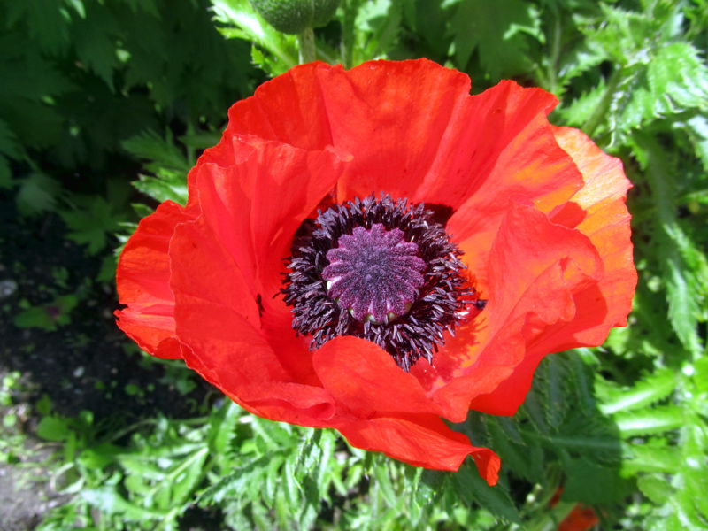 Datei:SG große Mohnblüte3.jpg