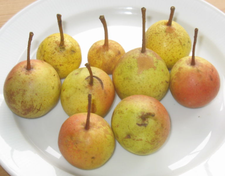 Datei:Holzbirnen.jpg
