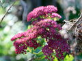 SG Fette Henne Herbstblüte.jpg