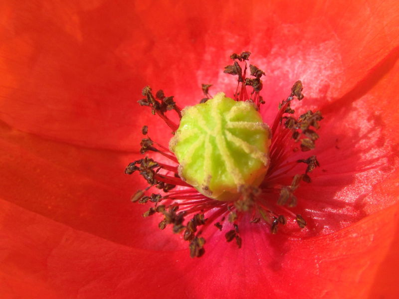 Datei:SG Mohnblüte Detail.jpg