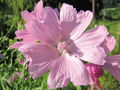 SG Moschusmalven-Blüten.jpg