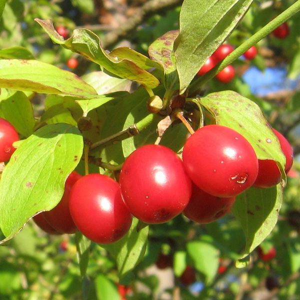 Datei:Dirndl reif Baum quadrat.jpg