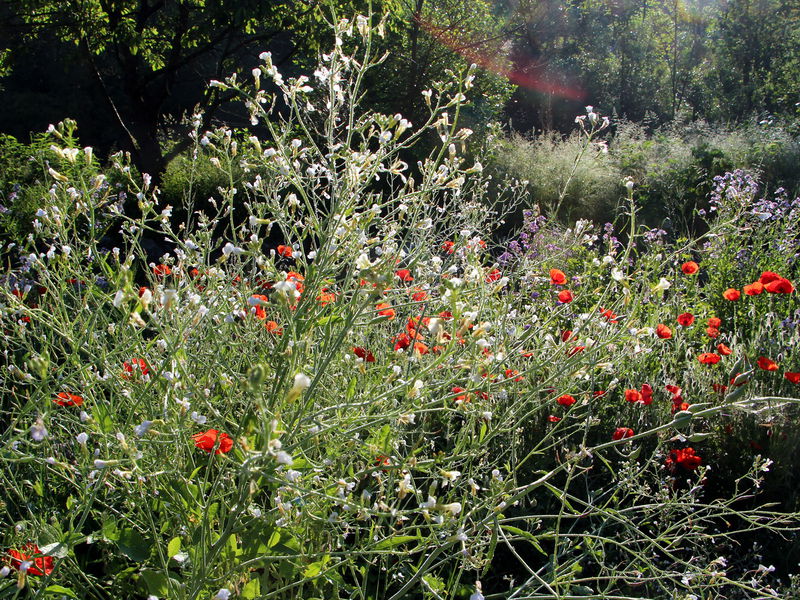 Datei:SG Kresseblüte und Mohnblüte5.jpg