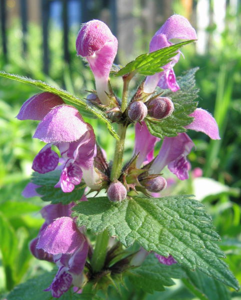 Datei:Taubnesselblüte03.jpg