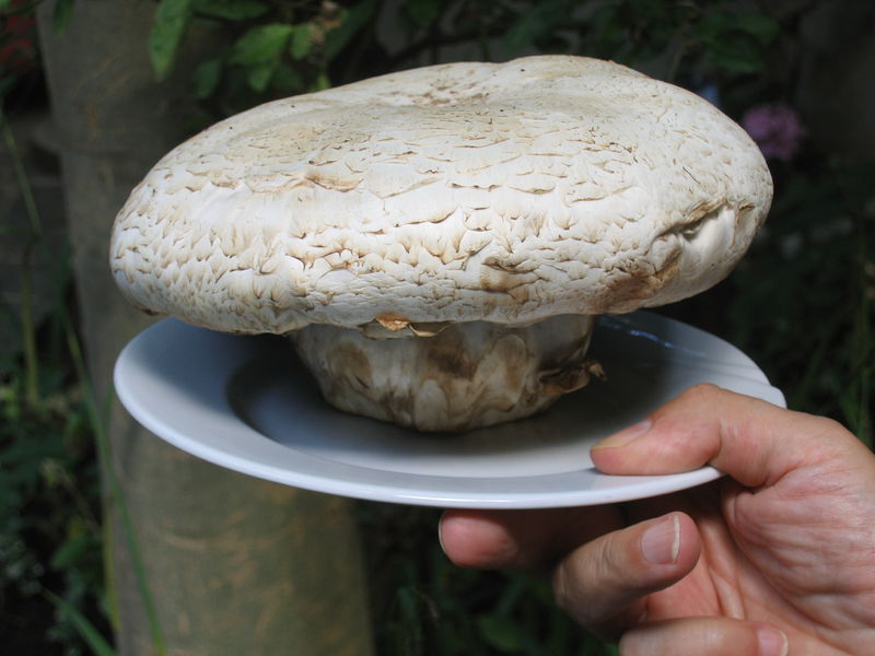 Datei:Champignon 1kg Zucht Weissenbacher.JPG