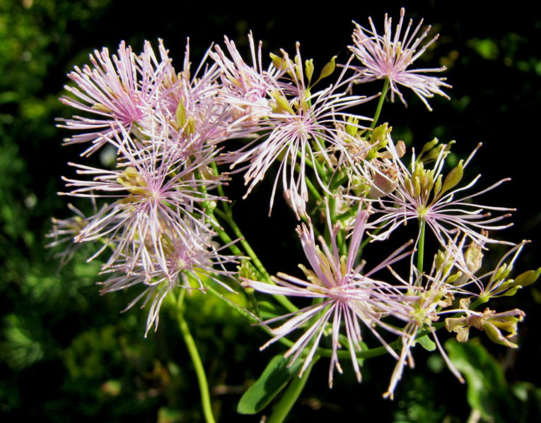 Datei:EST -- Blume.jpg