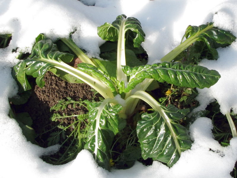 Datei:Sg Mangold Schnee0.jpg