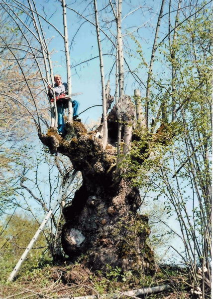 Datei:SD- alterSchnoatbaum.jpg