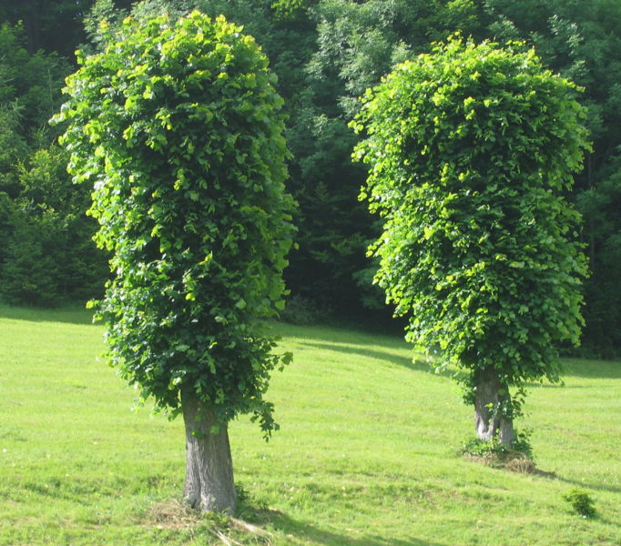 Datei:Schnotbam OberzögernitzWiese1.jpg