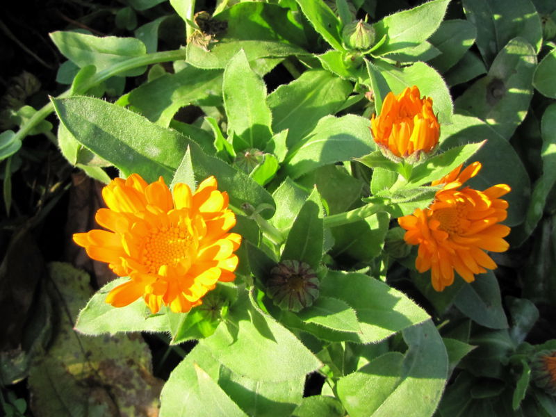 Datei:SG-Ringelblumen Nov09.jpg