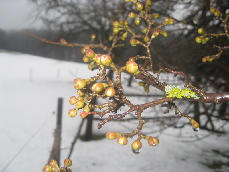 Datei:Weanerhäusldirndl-Knospen09.JPG