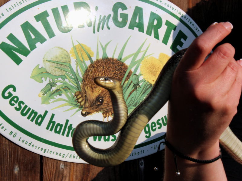 Datei:Natur im Garten Natter.jpg