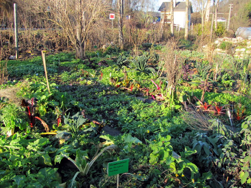 Datei:Sg Herbstpracht Ende Nov12.jpg