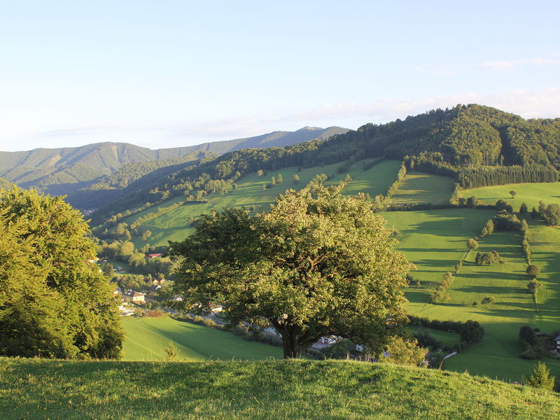 Datei:KL Tradigist Baum Suppanberg.jpg