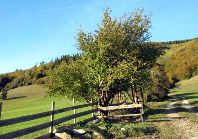 Datei:Erste Dirndstaude Dirndlweg.jpg