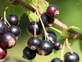 SG PG Schwarze Ribisel.jpg