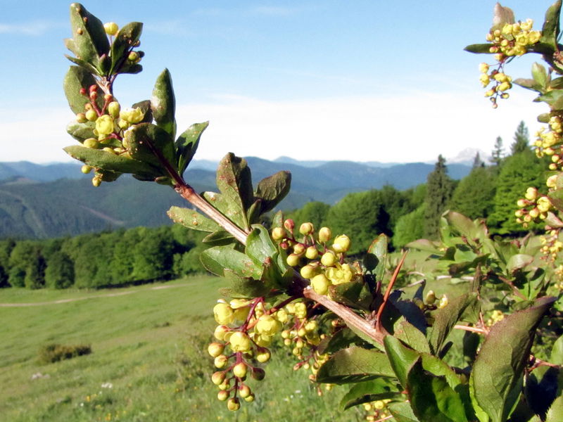 Datei:EST Berberitzenblüte7.jpg