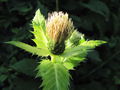 SG Kohldistelblüte3.jpg