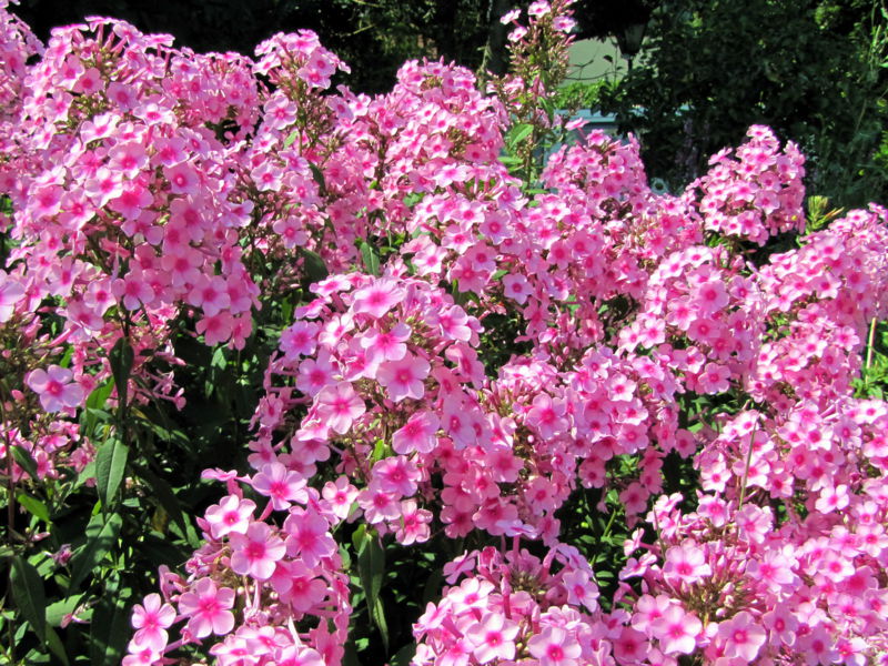 Datei:SG Phlox24.jpg