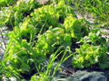 SG-Kopfsalatbeet Gras.jpg