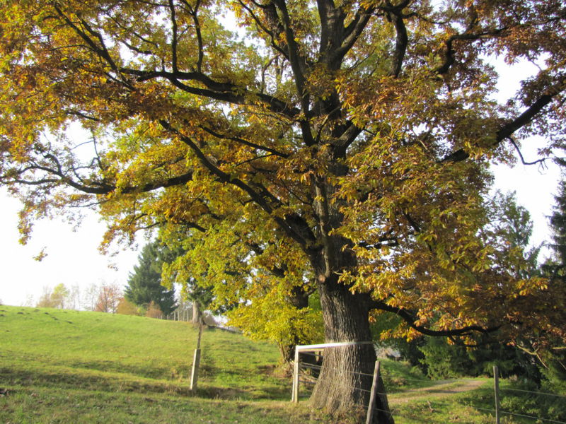 Datei:Eiche Hochwies.jpg