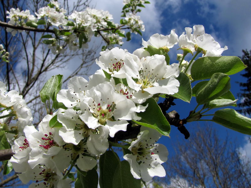 Datei:SG Mostbirnenblüte Frühling.jpg
