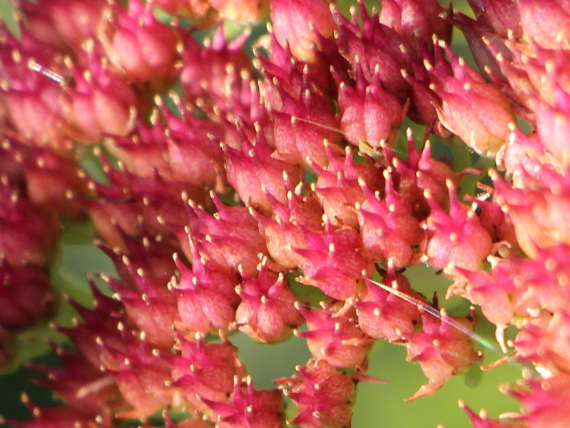 Datei:Fette Henne Blüte5.jpg
