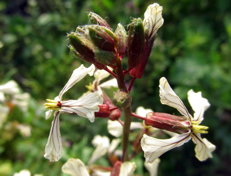 Datei:SGFT-einj Rauke.jpg